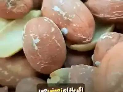 تاثیرات جالب بادام بر روی بدن! + فیلم