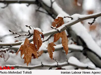آسمان ۱۱ استان کشور برفی می‌شود