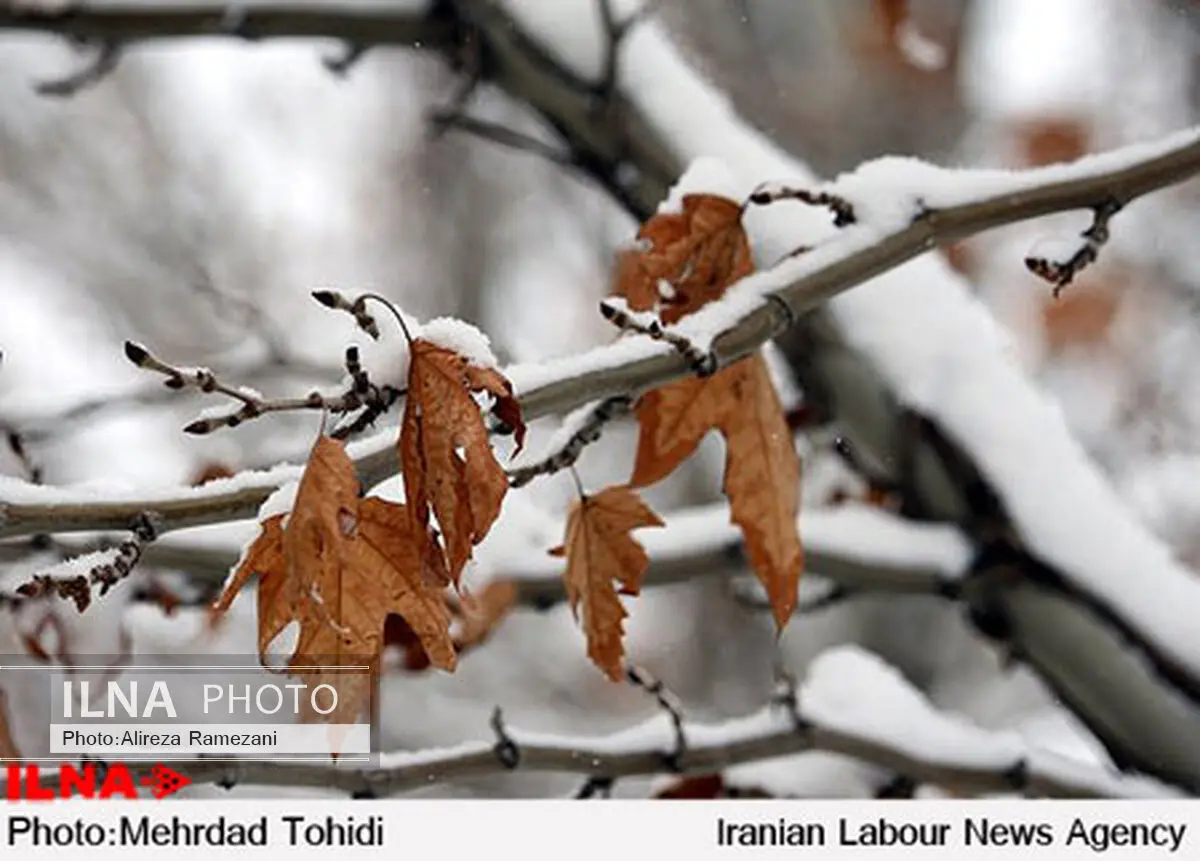 آسمان ۱۱ استان کشور برفی می‌شود