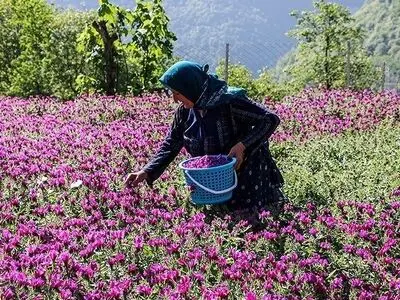 آغاز برداشت گل گاو زبان در شهرستان املش