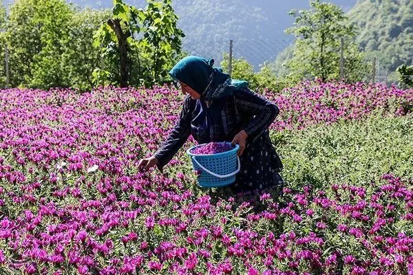 آغاز برداشت گل گاو زبان در شهرستان املش