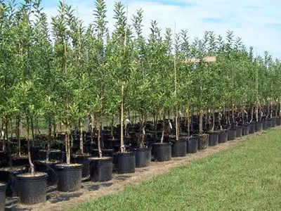 آغاز فرایند توزیع یک میلیون و 700 هزار اصله نهال در استان مرکزی