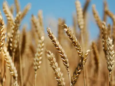 اختصاص 225 هزار هکتار اراضی کشاورزی استان مرکزی به کشت گندم