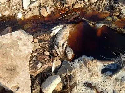 محیط‌زیست اندیمشک: ورود پساب صنعتی، عامل مرگ آبزیان زهکش بنوار ناظر