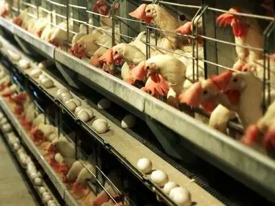صنعت مرغ تخم‌گذار کاشان نیازمند حمایت فوری مسئولان