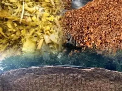 طرح نوین خوراک دام فارس اجرا می شود