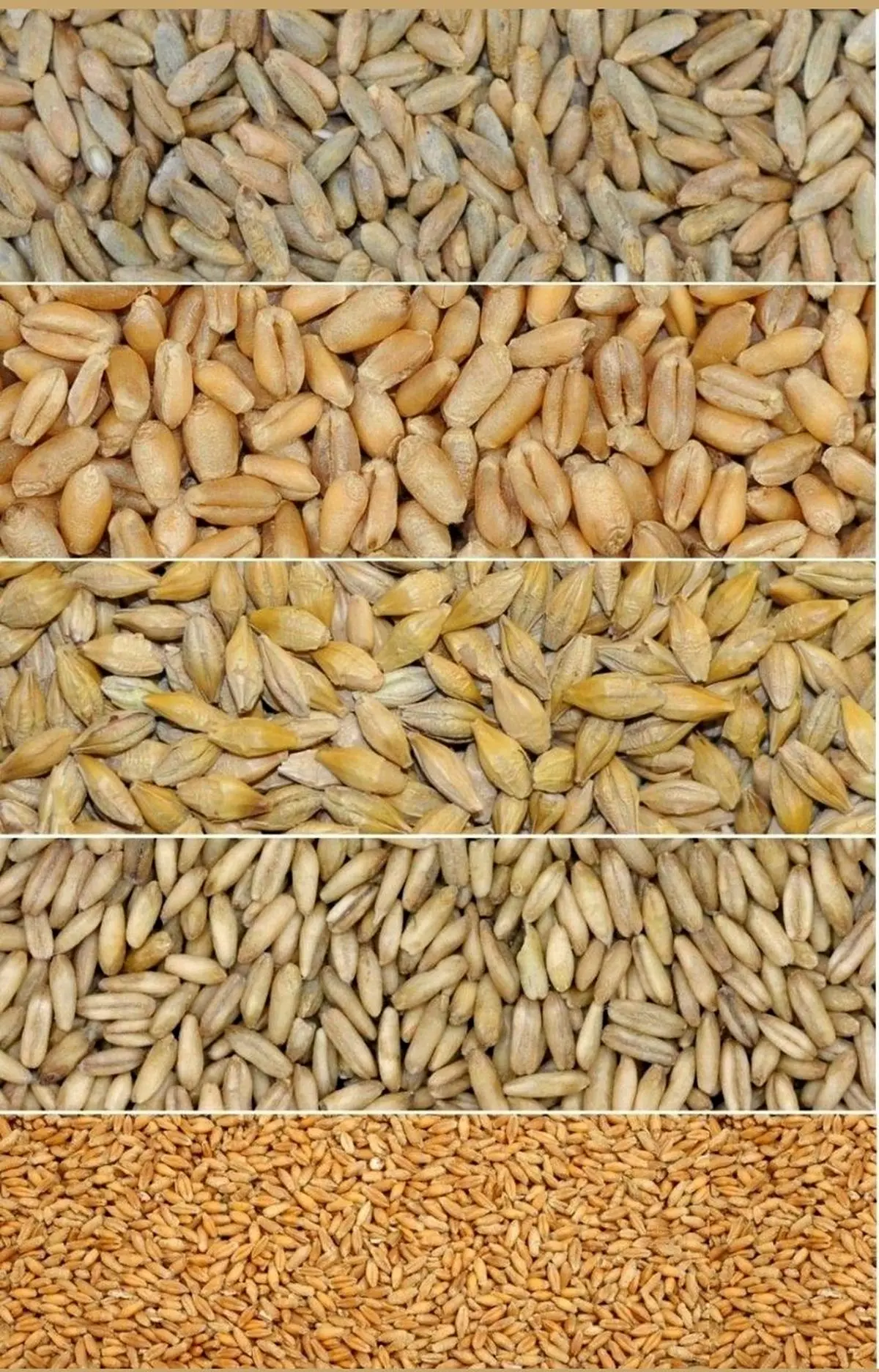 روایت واردکنندگان از انحصار واردات خوارک دام