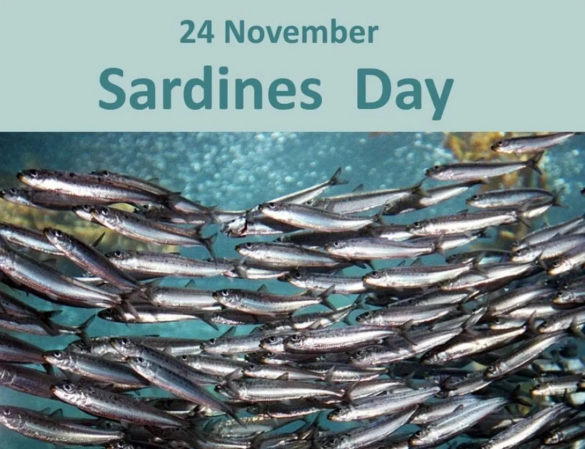 ۲۴ نوامبر روز جهانی ماهی ساردین است