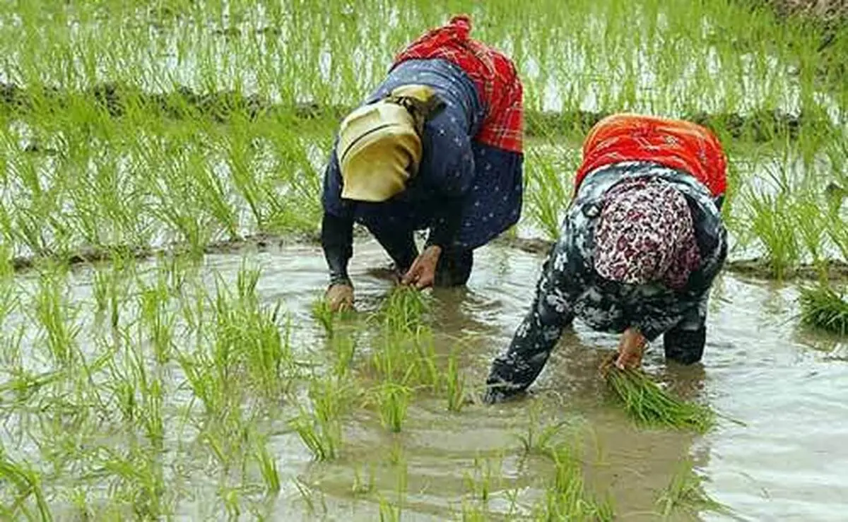 صومعه‌سرا دومین تولید کننده بر‌تر برنج در گیلان است