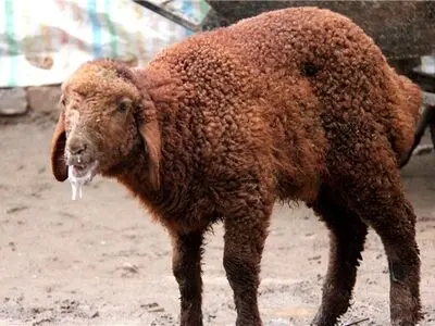 مکان آلوده با علایم بیماری تب برفکی با قید فوریت معدوم شود