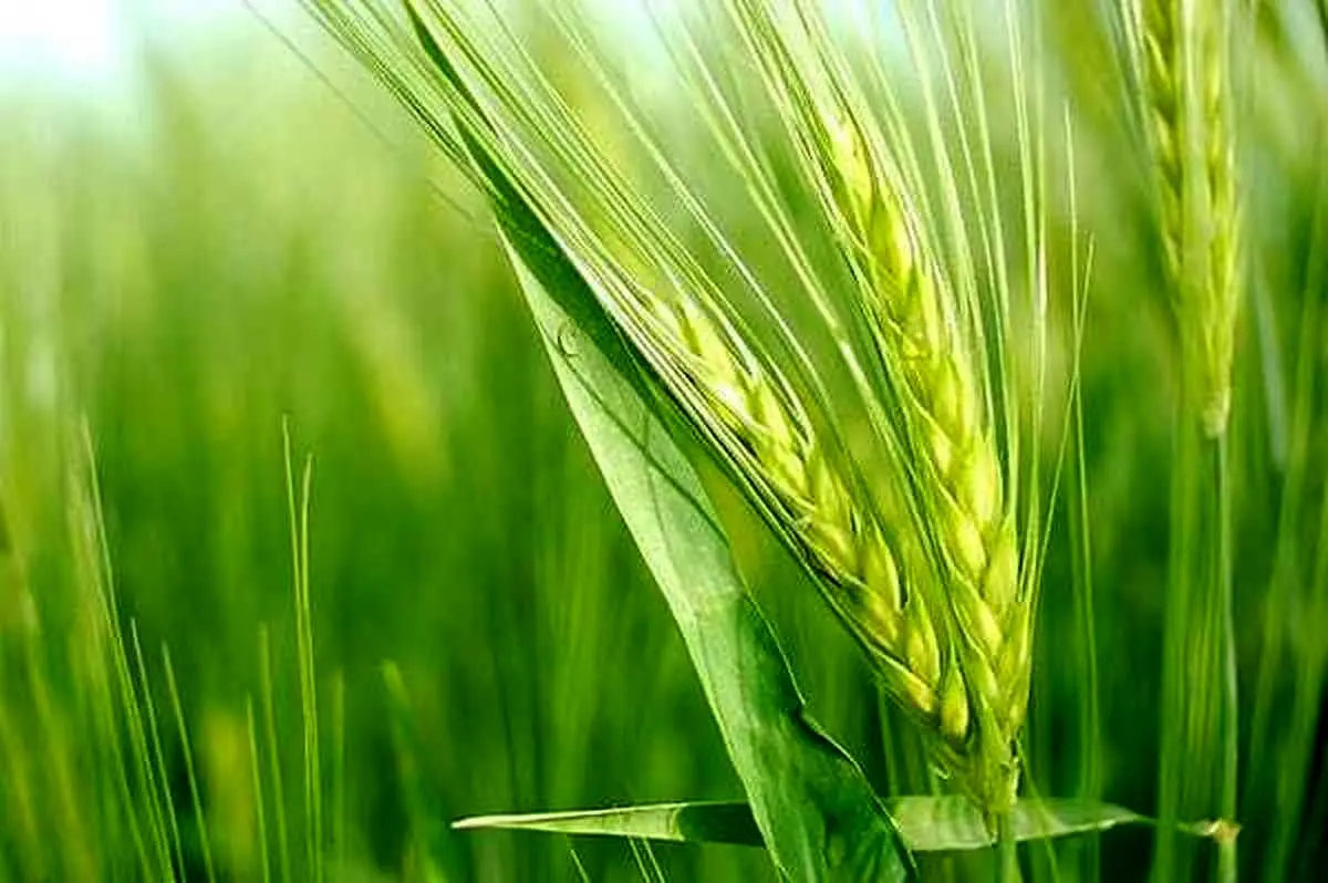 کشت جو در ۶۴ هکتار از مزارع شهرستان جویبار آغاز شد