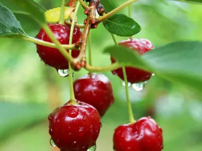جشنواره برداشت آلبالوی تسوج در نیمه دوم تیر ماه