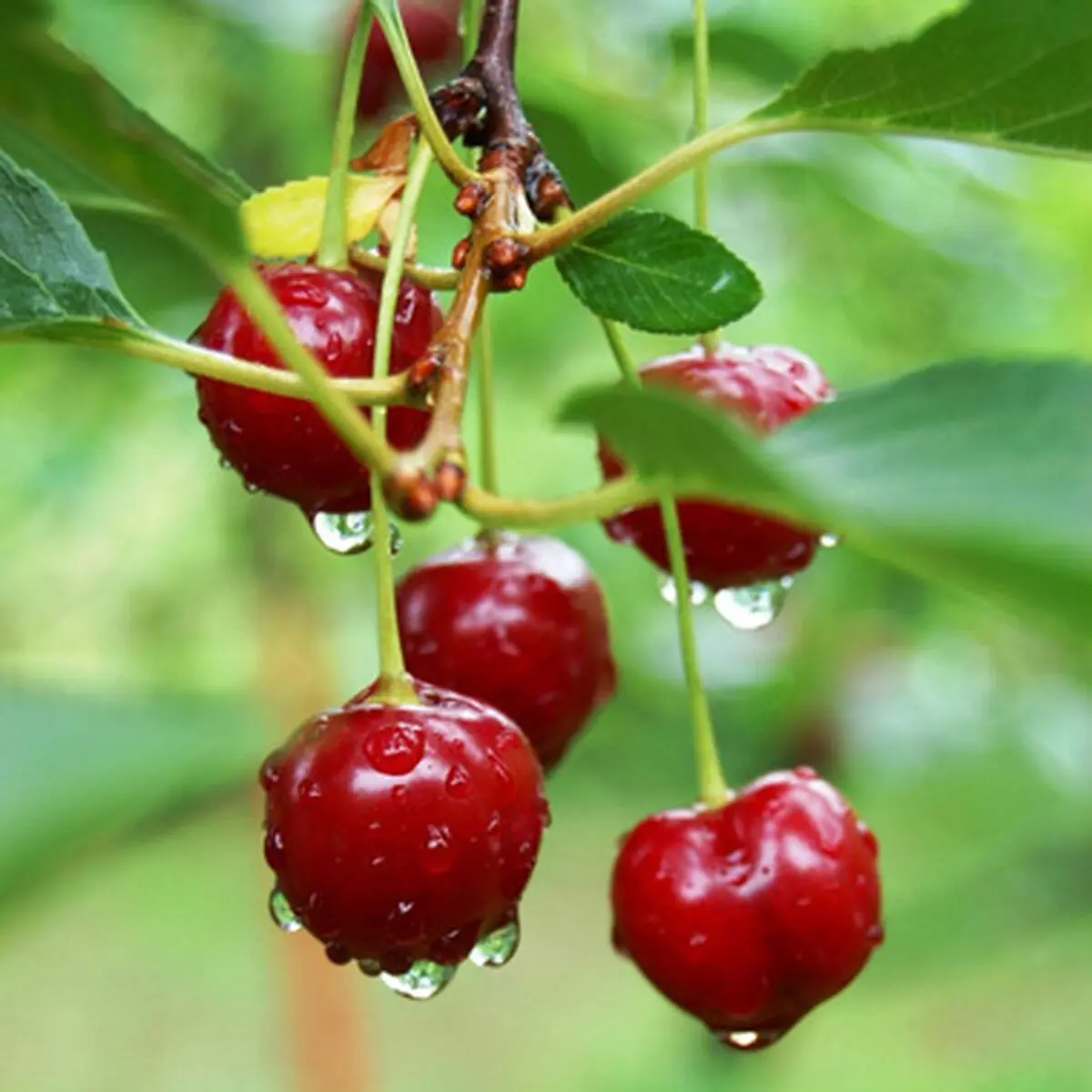 به جای استامینوفن آلبالو بخورید! 