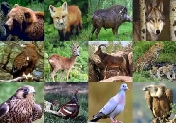 ۳۷۵ گونه جانوری در لرستان وجود دارد