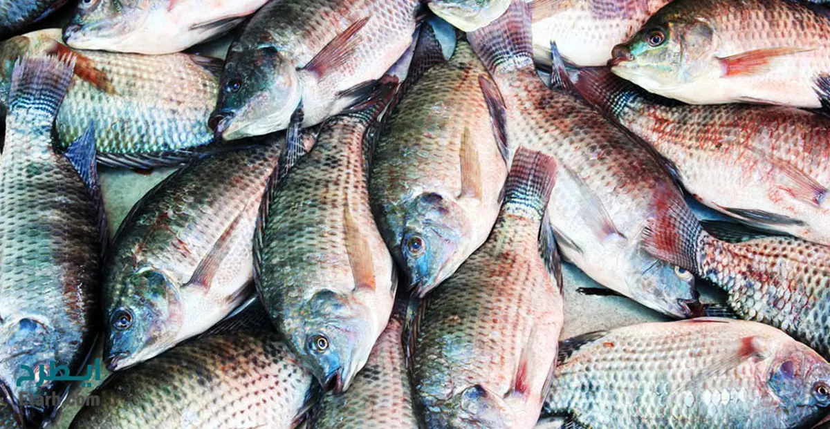 فعال شدن نخستین مرکز پرورش ماهی تیلاپیا در جوین