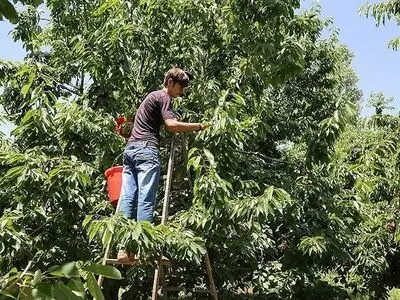 مرگ یک کارگر بر اثر سقوط از درخت گیلاس
