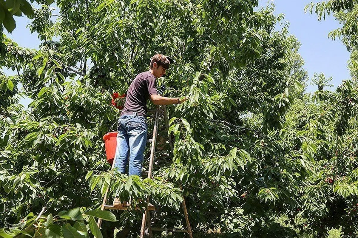 مرگ یک کارگر بر اثر سقوط از درخت گیلاس