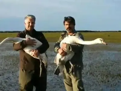 رهاسازی دو قطعه قو در پارک ملی بوجاقگیلان

