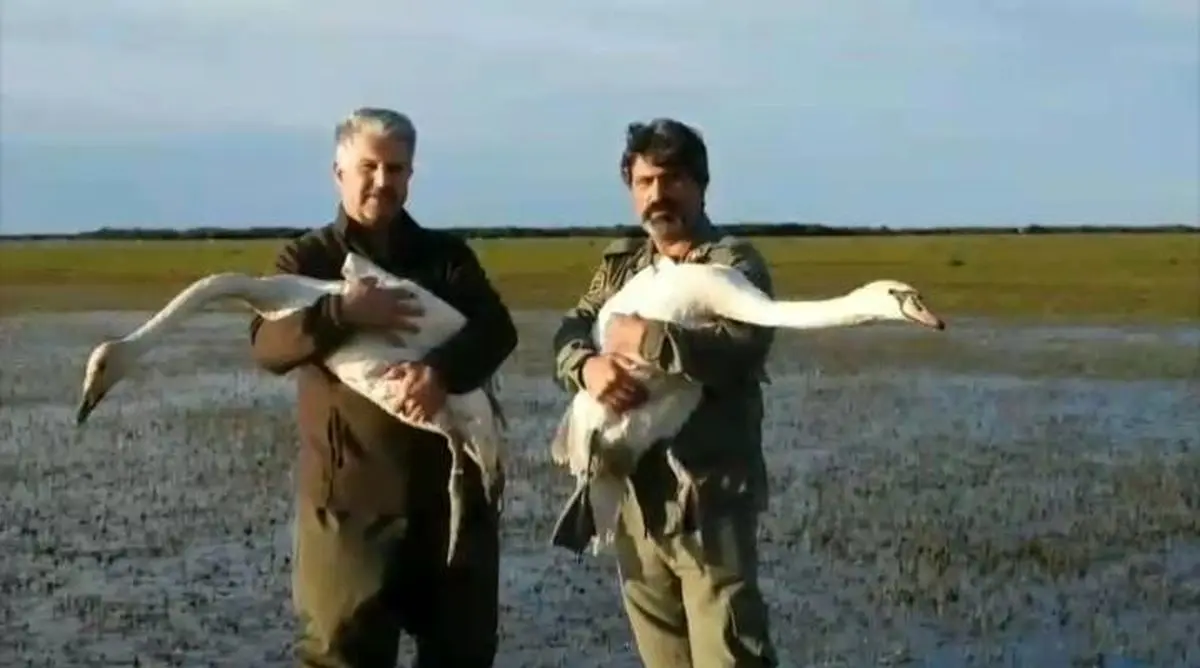 رهاسازی دو قطعه قو در پارک ملی بوجاقگیلان


