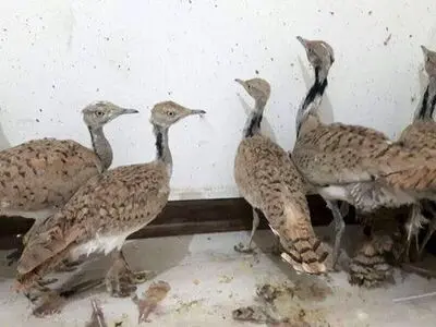 کشف و انهدام بزرگترین شبکه‌ قاچاق هوبره