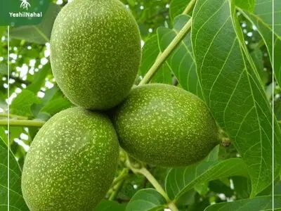 با زیبا ترین شغل میتوانیم سرمایه دار شویم ؟! شرکت یشیل نهال