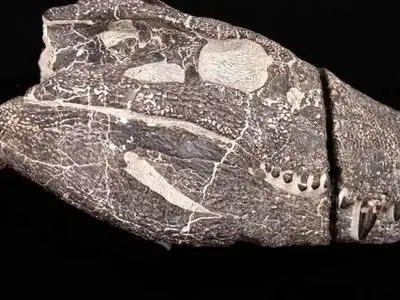 بیرون آمدن هیولای ۷۰ میلیون ساله از دل سنگ