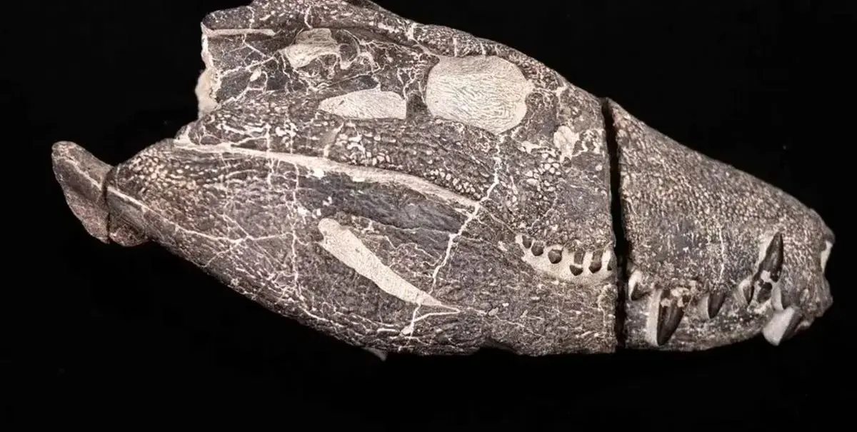 بیرون آمدن هیولای ۷۰ میلیون ساله از دل سنگ