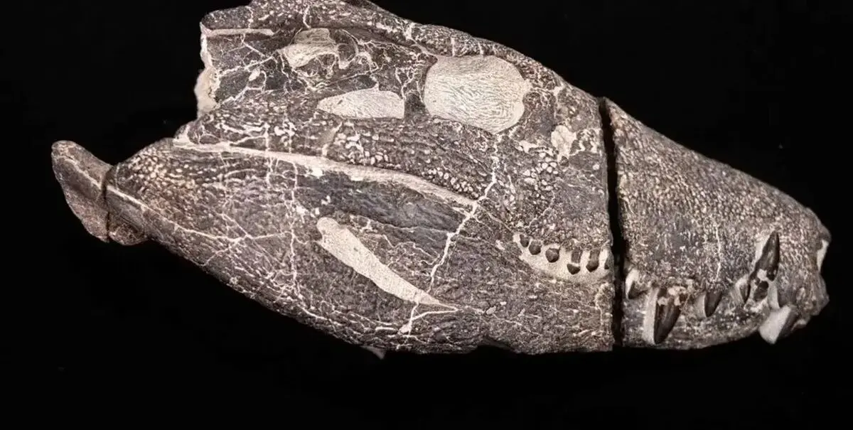 بیرون آمدن هیولای ۷۰ میلیون ساله از دل سنگ