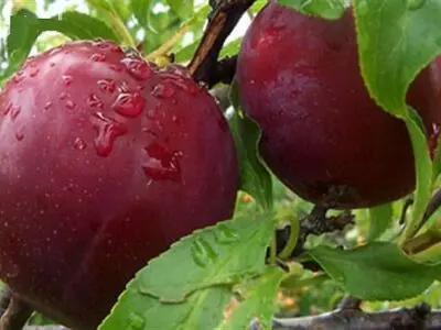 برداشت آلو از باغات آذربایجان‌غربی آغاز شد