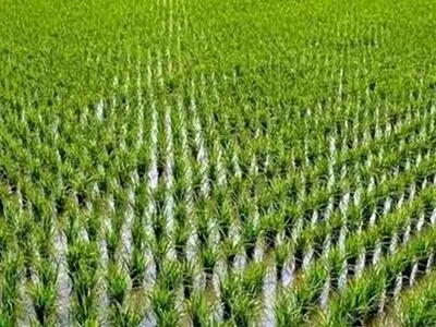 کاهش ۴۰ درصدی کشت برنج در گلستان/ فروش ذرت علوفه‌ای به دامداران با قیمت مناسب