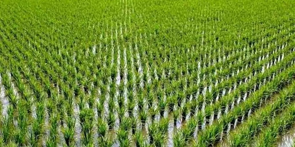 کاهش ۴۰ درصدی کشت برنج در گلستان/ فروش ذرت علوفه‌ای به دامداران با قیمت مناسب