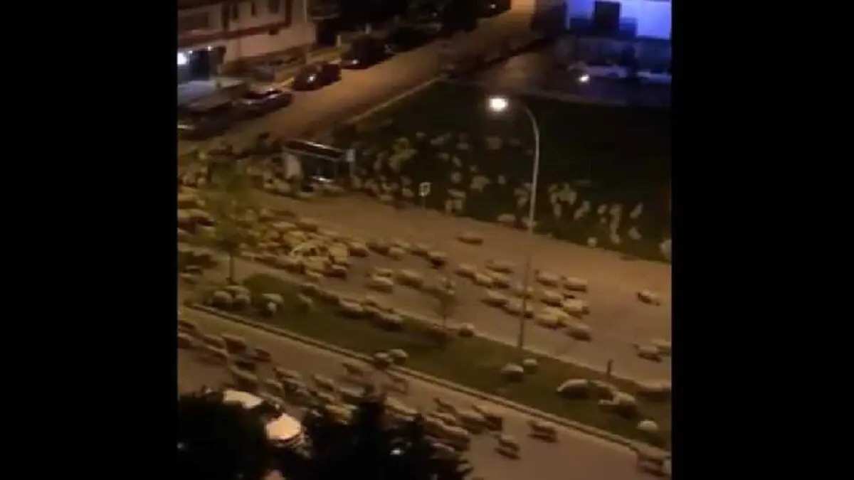 هجوم شبانه گوسفندان به شهری در ترکیه! 
