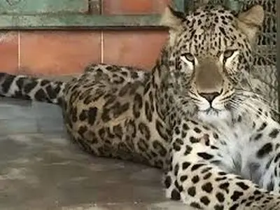 حال تنها پلنگ باغ‌وحش مشهد مساعد نیست