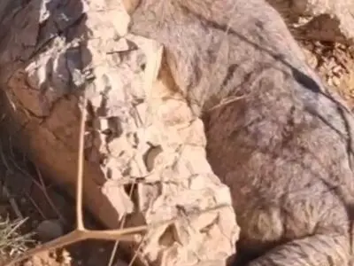 تصویر نزدیک از گربه وحشی در تنگه واشی