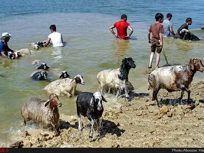 جشنواره سنتی مال شوران-رودبار گیلان