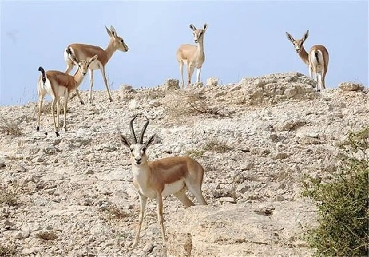 آغاز سرشماری پاییزه پستانداران در کرمانشاه