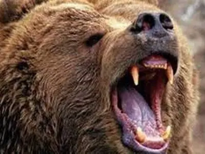 حمله خرس به چوپان ۵۶ ساله در شهرستان کوهرنگ