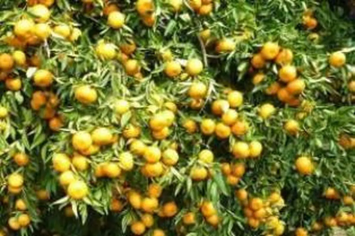رتبه نخست مازندران در تولید پنج محصول باغی / افزایش ۵۰ درصدی صادرات مرکبات مازندران