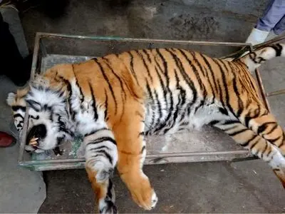 مرگ «ونداد» در الیمالات