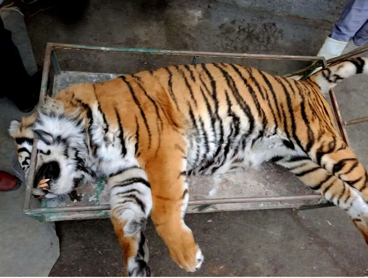 مرگ «ونداد» در الیمالات