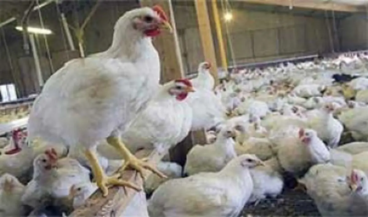 فعالیت 2400 واحد مرغداری در مازندران