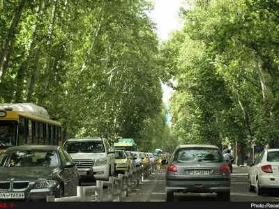 حفظ درختان خیابان ولیعصر با کمک مردم شدنی است/ ضرورت اقدام فوری برای رسیدگی به درختان خشک‌شده
