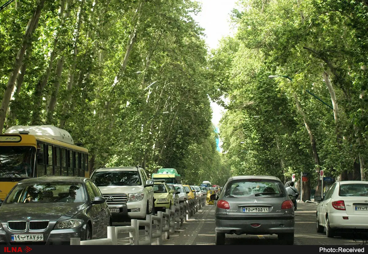 آغاز فاز دوم احیاء درختان چنار خیابان ولیعصر