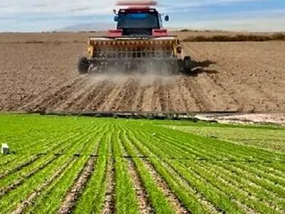 کشت گندم و جوی پاییزه در حدود ۱۴ هزار هکتار از زمین‌های گیلان تاکنون