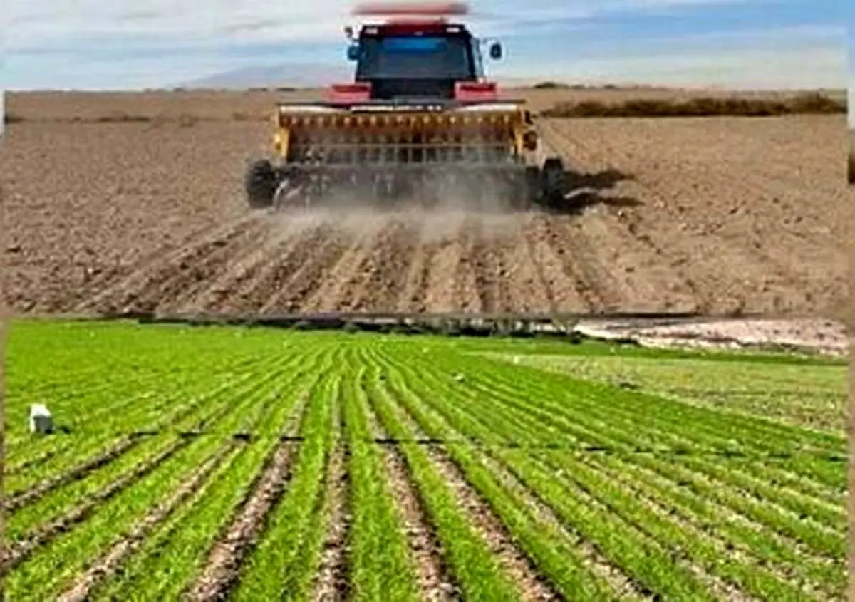 کشت گندم و جوی پاییزه در حدود ۱۴ هزار هکتار از زمین‌های گیلان تاکنون