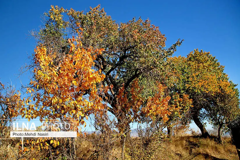  طبیعت پاییزی روستای سرسختی علیا