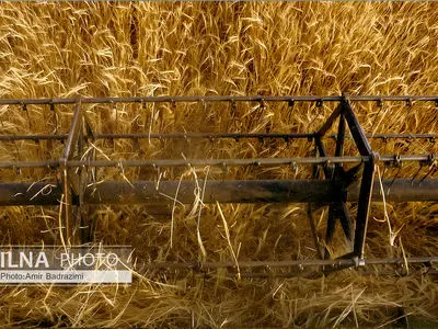 بیش از ۲۰۰ هزار هکتار از مزارع گندم و جو فارس از گزند آفت سن حفظ شد