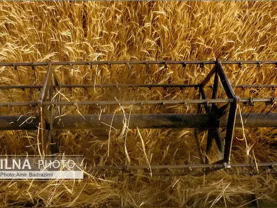 روند واردات گندم از کشورهای دیگر آغاز شد
