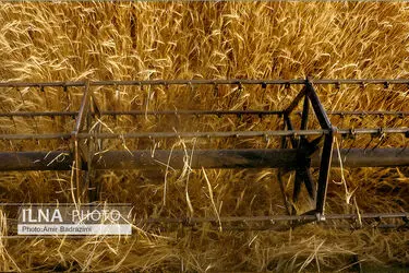 روند واردات گندم از کشورهای دیگر آغاز شد