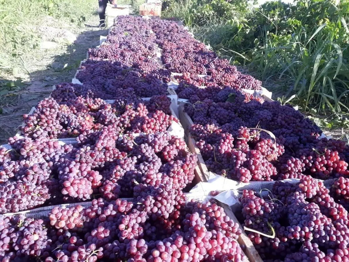 آغاز برداشت انگور یاقوتی نوبرانه در کرمانشاه 